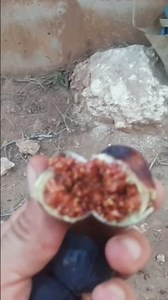 التين البري 😋😮