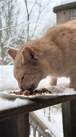 Robin Enjoys a Snowy Meal ❄️🐱 | Winter Feeding Time