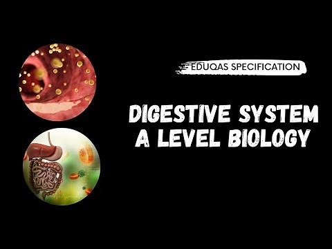 Digestive System A Level Biology Eduqas