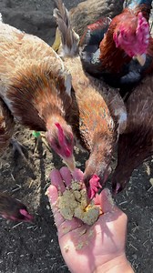 GALLO ASIL PLUMMER / WHITEHACKLE GALLINAS #gallos #gallosfinos | Marquez Farms
