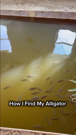 How I Find My Alligator #shorts #alligator