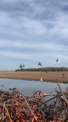 JUST LISTEN (Volume Up)!!! If that sound doesn’t make your heart skip a beat, you’re probably not a duck hunter! Visit GetDucks dot com for details or follow @ramseyrussellgetducks #getducks #itsduckseasonsomewhere #tealhunting #mexicoduckhunting #teal #soundsofnature | Getducks.com