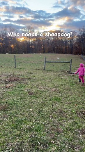 Bringing the sheep up to do a little flock check. Sign up for the weekly newsletter to be notified when lamb is restocked: www.gridironhillfarm.com | Grid Iron Hill Farm