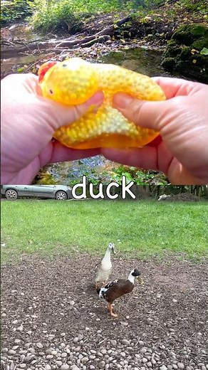 Kids Learn | Animal Names at the Stream: Duck Giraffe Tortoise Bear Kangaroo