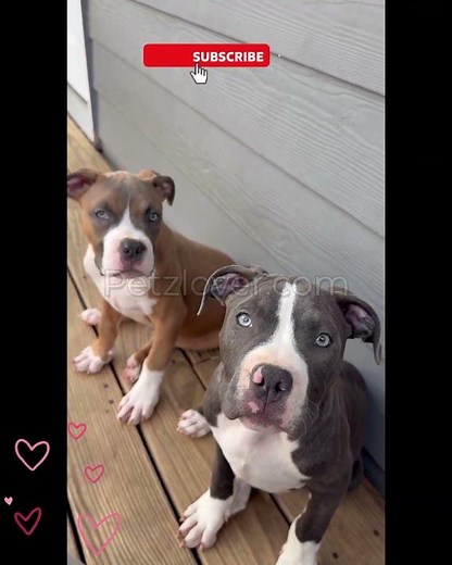 Boss 🐾💪 – a strong and lovable American Pit Bull Terrier puppy