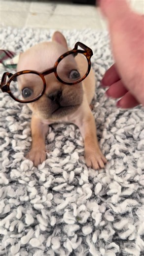 Join us for the CRU Puppy Bowl this Saturday!