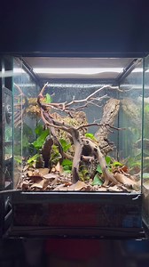 34K views · 457 reactions | How I made an 18x18x24” bioactive vivarium #everevolvingexotics #reptileshop #tucson #arizona #bioactivebuild #livingvivarium #plantedtank #geckos #reptiles | Ever Evolving Exotics | Facebook