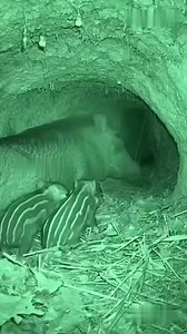 Boar vs Monster Lizard — Brutal Underground Attack! | Animation Animal Ai