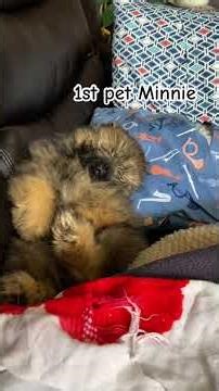 Minnie our first pet (Minnie’s bday March 28, 2022) #petlover #pets