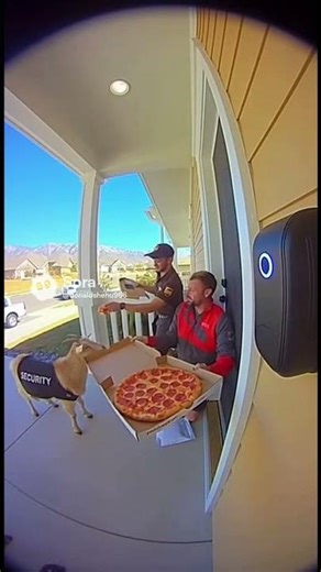 Goat escapes the zoo and wants to steal a pizza from the delivery guy and ups driver