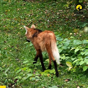 11K views · 541 reactions | Maned Wolf - ম্যানড উলফঃ লম্বা পায়ের...