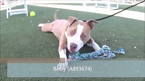 ADOPTED 9/30!! Ten-month-old Betsy (#A893674) is simply fun, fun, fun in a tiny, bubbly package of kisses galore! It is clear Betsy hasn’t had much exposure in her young life and is just so bouncy and excited about everything, she can barely contain herself! Betsy would love a forever home where she can receive the structure and continued socialization she deserves as a young dog. Let’s not let this girl down! Please share far and wide or send a PM to the page to arrange to meet! Contra Costa Co