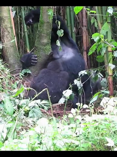 500 pound gorilla climbs up between a bamboo stalk and tree in a horizontal position. The strength it takes to do this is incredible. Video by “Michael Ellis” on YouTube. #strong #corestrength