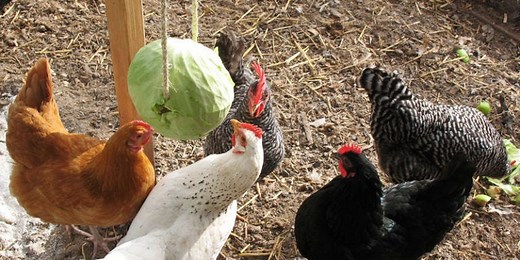 How to Make a DIY Hanging Cabbage to Keep Your Chickens Entertained