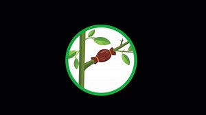 Grafting plants motion infographic.Plants grafts animation with alpha channel.Gardening trees concept