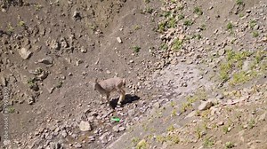 Closeup shot of baby blue sheep grazing on a dried mountain at Hikkim village of Spiti Valley in Himachal Pradesh, India. Bharal grazing on the Himalayan mountains of the India, Wildlife of Himalayas Stock Video