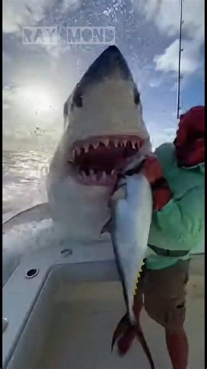 The man held the fish up smiling, and something far bigger answers from below. | Ray Mond