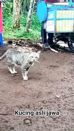 Kucing liar asli ras jawa#cat #kucinglover
