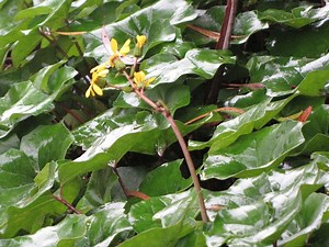 Farfugium japonicum, planta rizotamosa cuyas hojas sobresalen en cualquier jardín