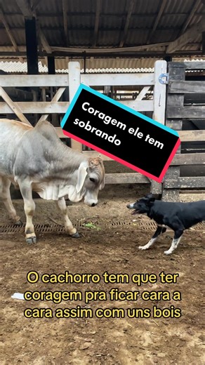 Border Collie Interacting with Cows on a Farm