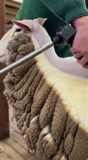 Modern sheep shearing machine🐑 watch it in action fast #sheep #farming #technology