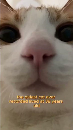 How Long Do Cats Live? 😱 (Indoor vs Outdoor Truth)