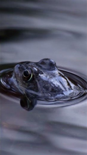 The frogs are ready for Spring!