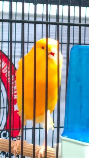 Crazy Yellow Canary Singing Nonstop 🎶 | Chant Magnifique du Canari Jaune | Canario Cantando Hermoso