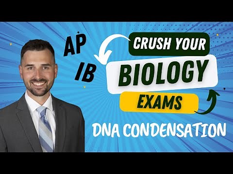DNA Condensation and Chromosome Movement