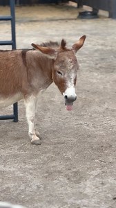 520 reactions · 12 comments | Ecclesia is getting closer to the birth of her foal. She’s just starting to bag so it may be 5/6 weeks. Always hard to tell in the beginning. She’s definitely grown and slowed down. We keep checking her teeth because she sticks her tongue out all the time but she’s right as range. #babyonboard #newmother #movingslow #registeredminiaturedonkey | Cypress Farm Registered Miniature Donkeys | Facebook