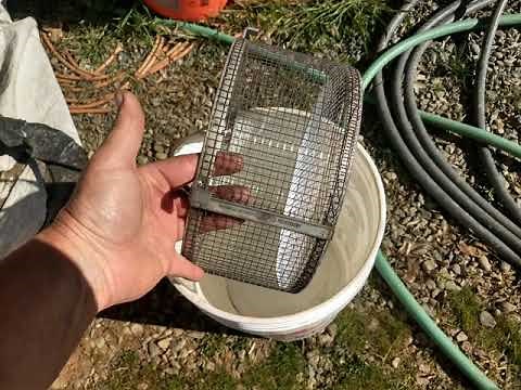 Review time for the Arbor classifier by Arbor Fabrication.