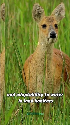 Water's Graceful Wanderer: Discover the Enigmatic Chinese Water Deer of Wetlands! 🦌💧 #animals