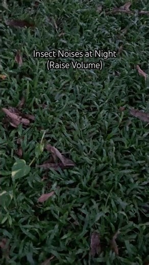 Insect Noises at Night #nature #insects