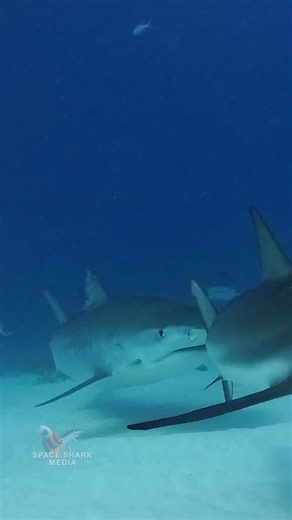 Tiger Shark nod #shark #sharks #ocean #explore #sealife #adventure | George C. Schellenger