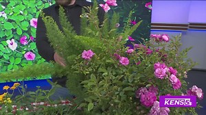 2025 Top Landscaping Trends | GREAT DAY SA