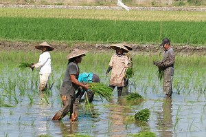 Vietnamese farmers use smartphones to monitor water levels in rice fields
