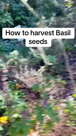 Andre Baptiste on Instagram: "How to harvest basil seeds #basil #seedcollecting #seedharvest #gardeninghacks #andrethefarmer"