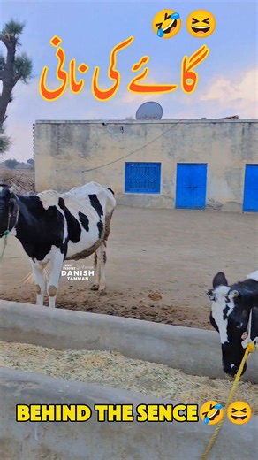 MuhaMmad DaNish on Instagram‎: "بوڑھی گائے،اور ہمارے تبصرے..🤣😆❤️‍🩹"‎
