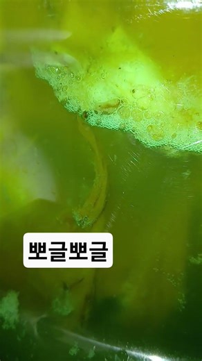 한라봉 바나나콤부차 발효 8시간 #강원도 #청정인제 #귀농귀촌 #친환경 #산들농장 #수제콤부차 #자연탄산 #전통발효식초 #자연발효 #건강음료 #스코비 #발효차 #farming