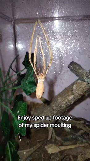 She has been growing so quickly! #netcastingspider #petspider #spider #bug #petbug