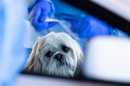 5 dogs at Sumner County Animal Services test positive for Canine Distemper Virus; dog adoptions, intakes paused