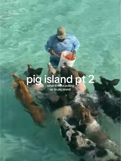 quite possibly my favorite place on earth | pig island
