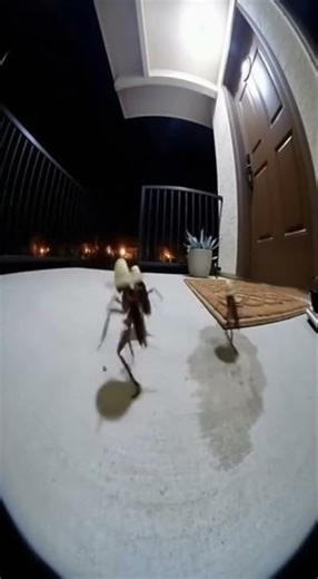 Dancing Crickets… Who Let Them In?!