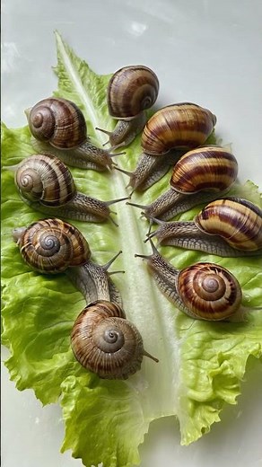 “Oddly Satisfying Snail Squad on Lettuce 🐌🥬 | Macro Nature Short”