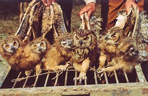 Why Thousands of Owls Are Killed in Black Magic Practices This Time of the Year