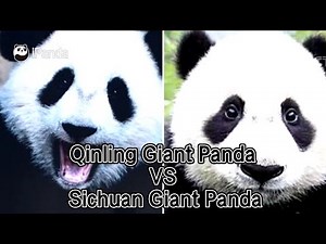 Pandaology: Qinling Giant Panda VS Sichuan Giant Panda | iPanda