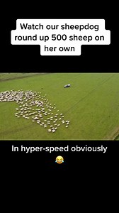 533K views · 5.2K reactions | Good dog  <The Farmers Wife> | Shearing Industry Culture | Facebook