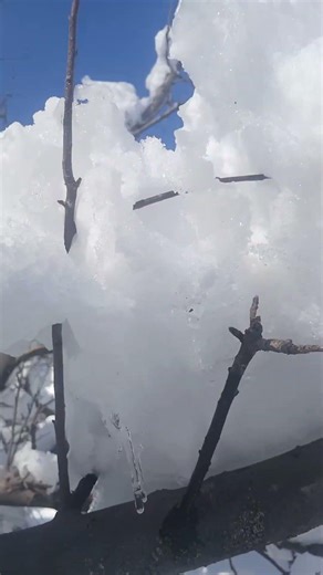 snowfall damaged orchard #snowfall #fruittreecare #alquran
