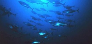 INDIAN OCEAN TUNA COMMISSION SPECIAL SESSION ON FADS