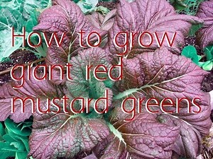 How to grow giant red mustard greens